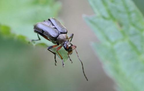 Réf. 256 440 : Cortodera femorata